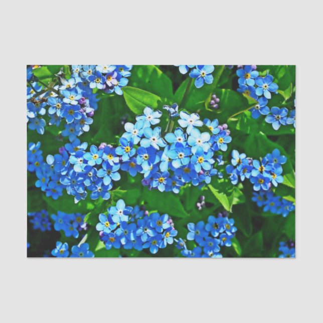 Papier Mousseline Inspirations de la nature Bleu clair Oubliez-moi N (Recto)
