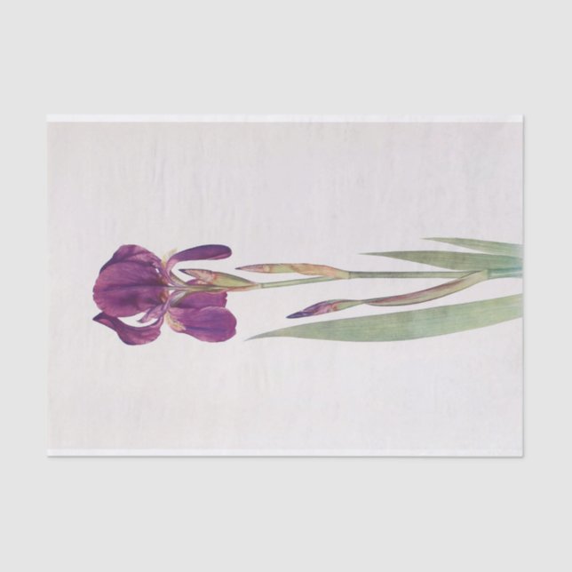 Papier Mousseline Iris Kochii par William Dykes (Recto)