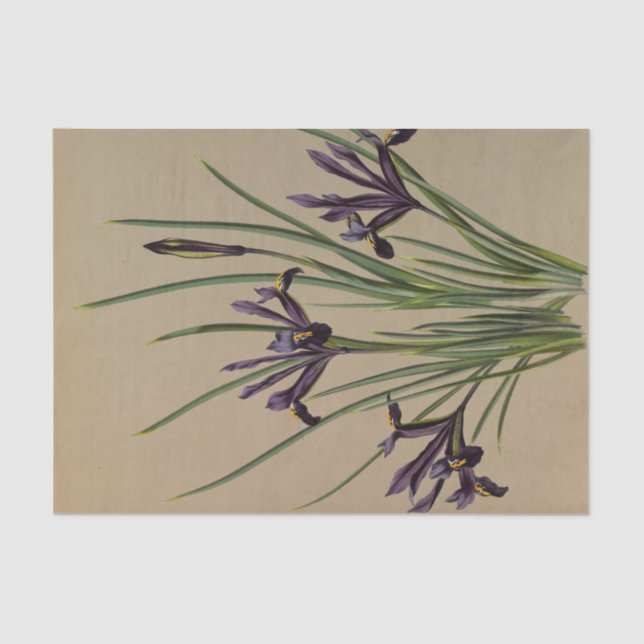 Papier Mousseline Iris Reticulata par Arentina Hendrica Arendsen (Recto)