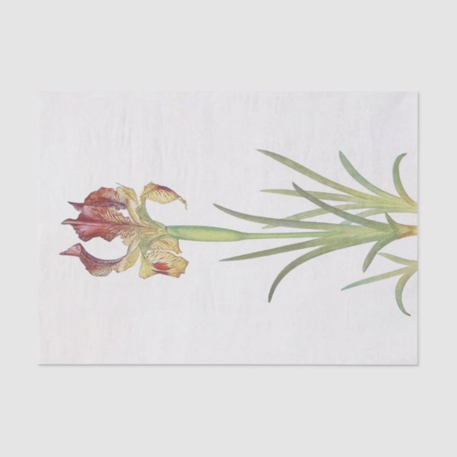 Papier Mousseline Iris Sari par William Dykes (Recto)