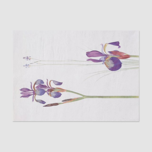 Papier Mousseline Iris Sibirica et Iris Orientalis par William Dykes (Recto)