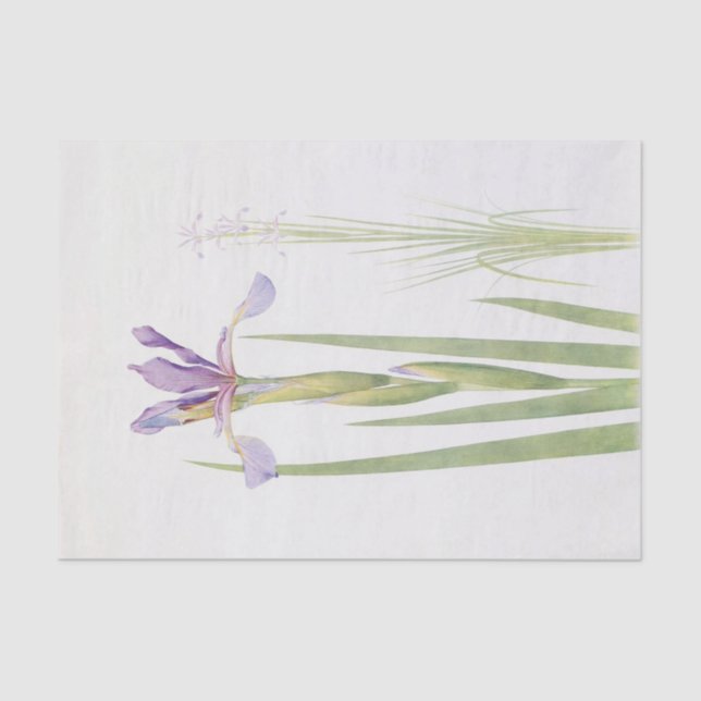 Papier Mousseline Iris Spuria (Cachemire) par William Dykes (Recto)