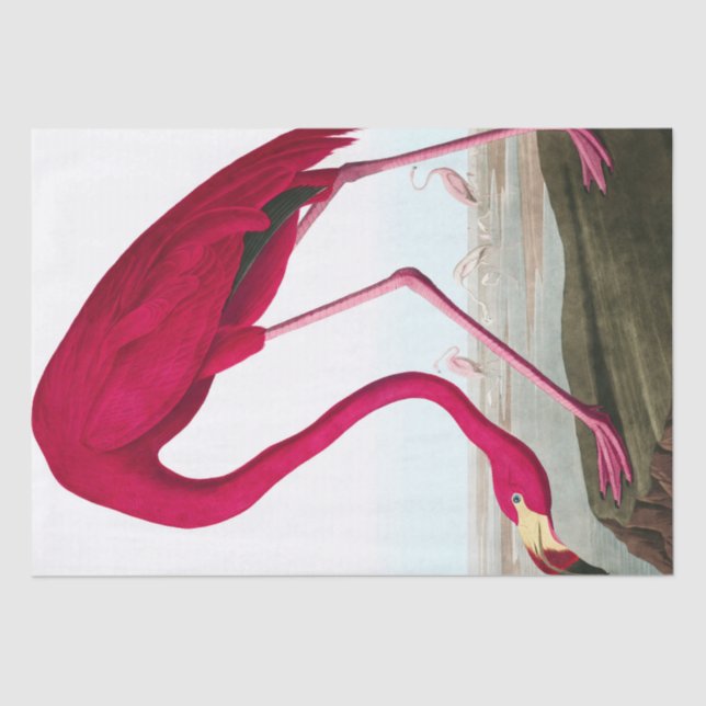 Papier Mousseline John James Audubon Flamant rose Pink Artwork Décou (Recto)