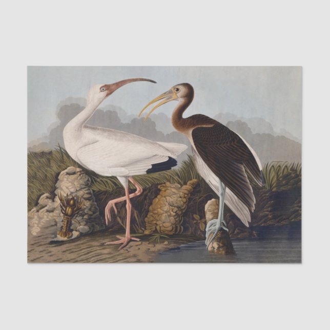 Papier Mousseline John James Audubon White Ibis Bird Print Classic (Recto)