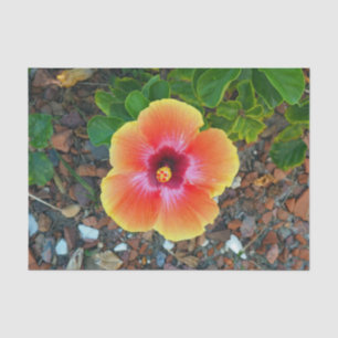 Papier Mousseline Jolie Orange Hibiscus Floral Photo