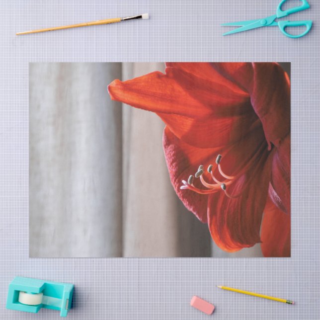 Papier Mousseline Jolie photo de la fleur rouge Lion Amaryllis (Artisanat)