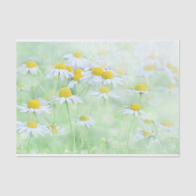Papier Mousseline Jolies marguerites dans une photo de terrain (Recto)