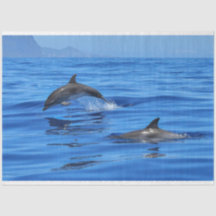 Joyeux dauphins