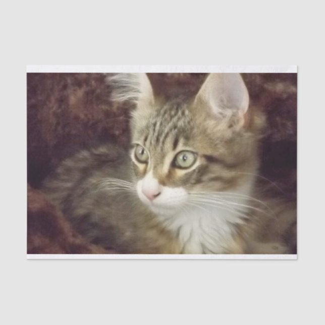 Papier Mousseline Kitten Découpage Papier d'artisanat mobilier Chat (Recto)