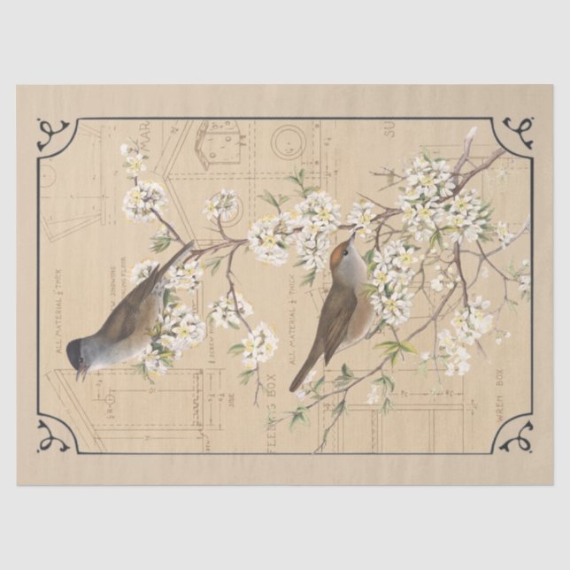 Papier Mousseline Kraft Paruline Oiseau Déchiffrement frontalier Tan (Recto)