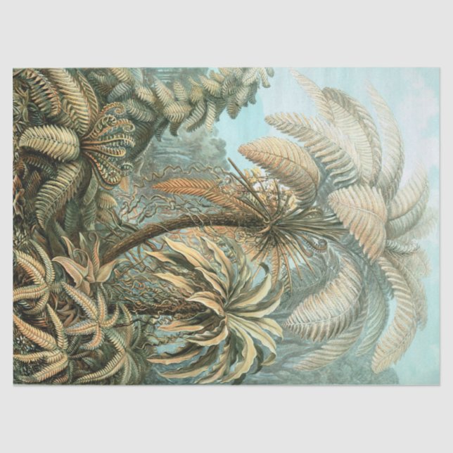 Papier Mousseline Kunstformen der Natur, Filicinae - Ernst Haeckel (Recto)