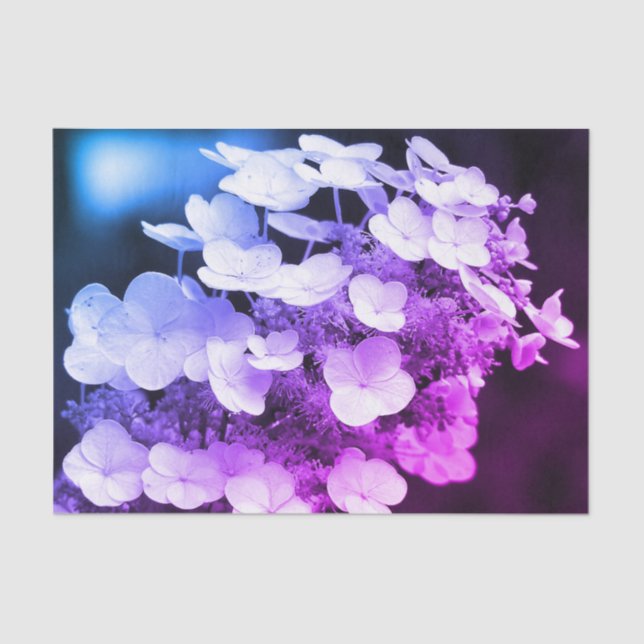 Papier Mousseline Lacecap Hydrangea Découpage De Tint Noir Et Blanc (Recto)