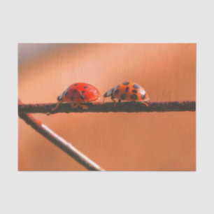 Papier Mousseline Ladybugs Jouer Suivre La Découpage Leader