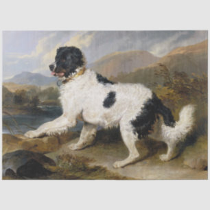 Papier Mousseline Landseer Newfoundland Dog (animal noir et blanc)
