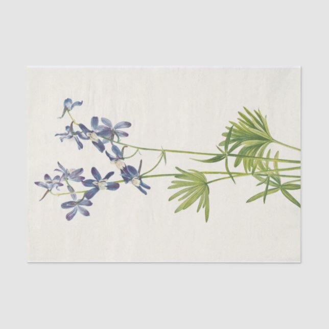 Papier Mousseline Larkspur mince par Mary Vaux Walcott (Recto)