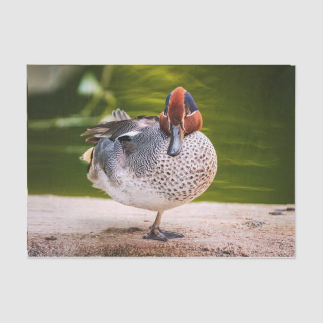 Papier Mousseline Le Canard A Une Jambe Vers Le Haut (Recto)