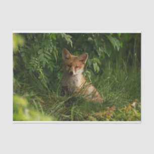 Papier Mousseline Le chou renard dans une forêt verte