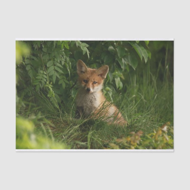 Papier Mousseline Le chou renard dans une forêt verte (Recto)