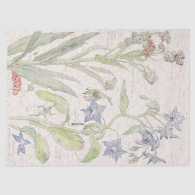 Papier Mousseline Le fleur sauvage de bourrache fleurit le papier de (Recto)