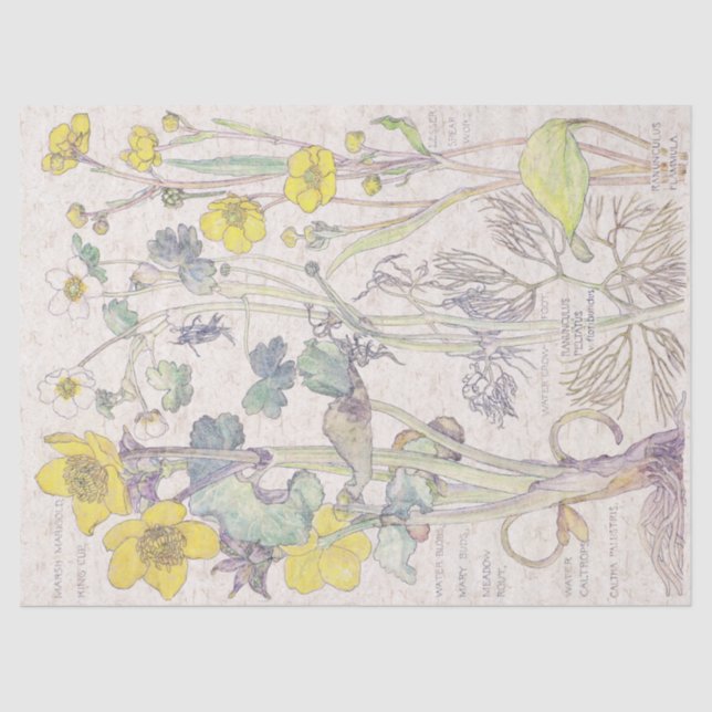 Papier Mousseline Le fleur sauvage de Ranunculus fleurit le papier (Recto)