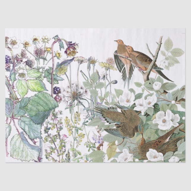 Papier Mousseline Le fleur sauvage d'oiseau de colombe d'Audubon (Recto)