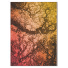 Le rose rougissent des arbres