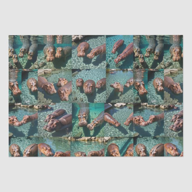 Papier Mousseline Les hippopotames en jeu : Un paradis d'étang (Recto)
