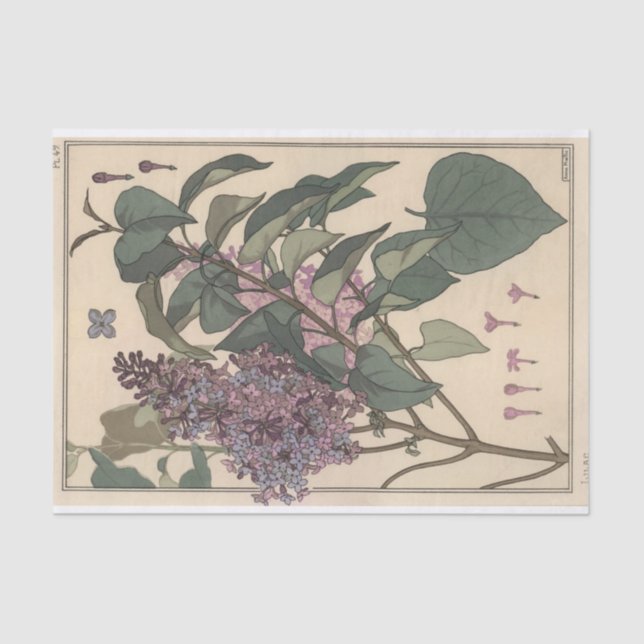Papier Mousseline Lilacs, Eugene Grasset Botany Series (Recto)
