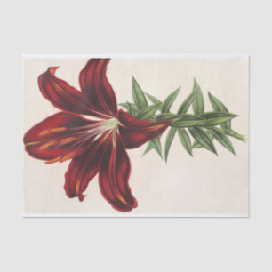 Papier Mousseline Lilium Hæ matochroum (Hybridum) par Charles Lemair