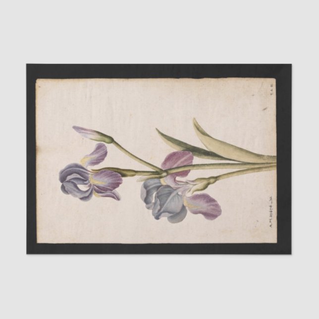 Papier Mousseline Lily par Jacques de Morgues (Recto)