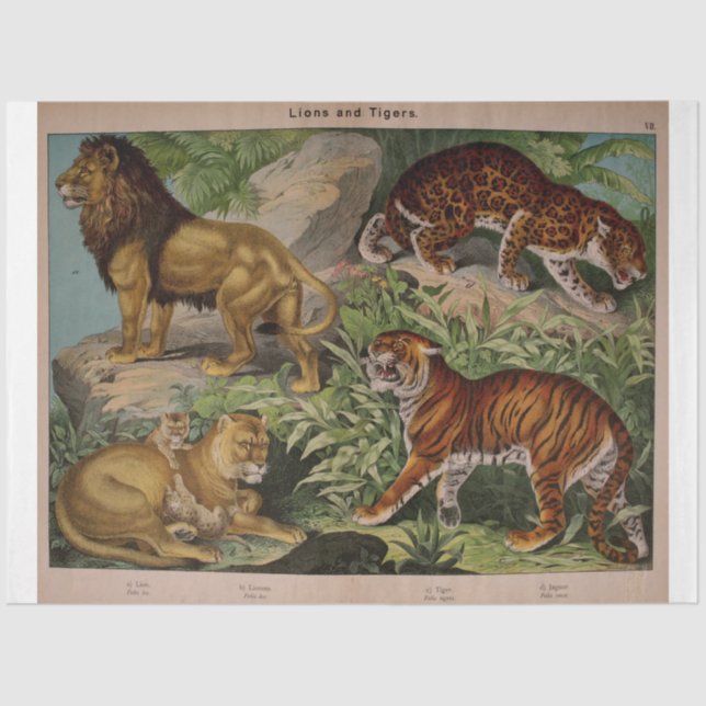 Papier Mousseline Lions et tigres Ephémères Découpage (Recto)