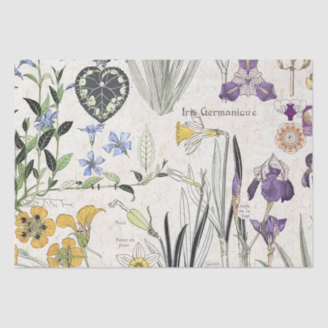 Papier Mousseline L'iris français de Nouveau d'art fleurit le papier (Recto)