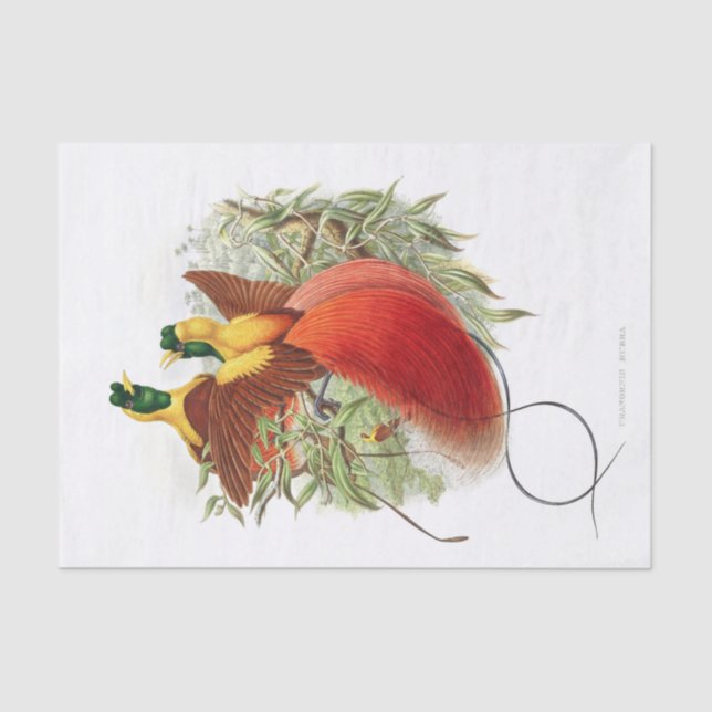 Papier Mousseline Loddigesia Mirabilis Découpage (Recto)