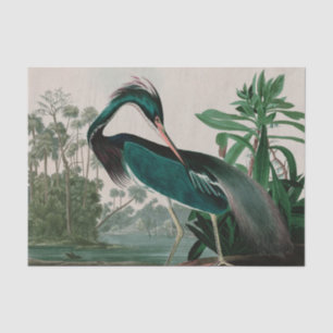 Papier Mousseline Louisiana Heron Birds of America Audubon Imprimer