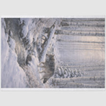 Loup d'hiver