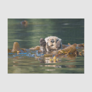 Papier Mousseline Loutre de mer de ondulation