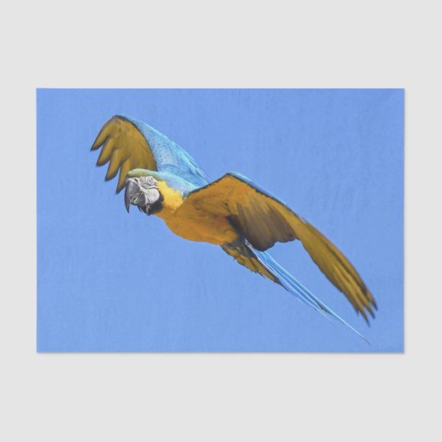 Papier Mousseline Macaw bleu jaune (Recto)
