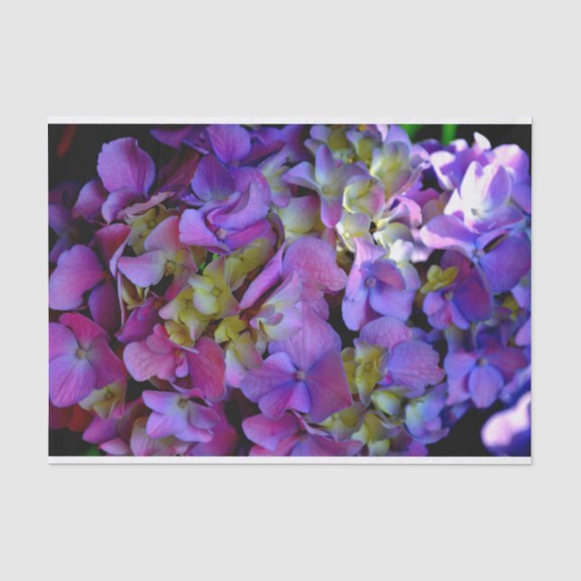 Papier Mousseline Magenta Purple bleu jaune Hydrangeas fleurs (Recto)