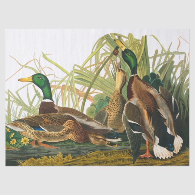Papier Mousseline Mallard Duck par John James Audubon (Recto)