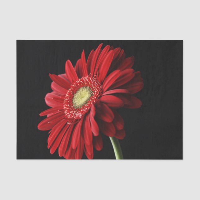 Papier Mousseline Marguerite de Gerbera (Recto)