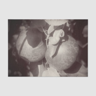 Papier Mousseline McIntosh Apples Black White Vintage Découpage