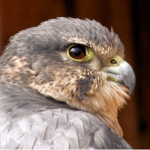 PAPIER MOUSSELINE MERLIN FALCON OISEAU DE PREY