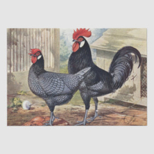 Papier Mousseline Mignon coq vintage et fête de poule