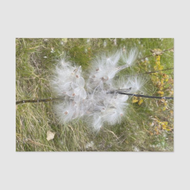 Papier Mousseline Milkweed | Papillon | (Recto)