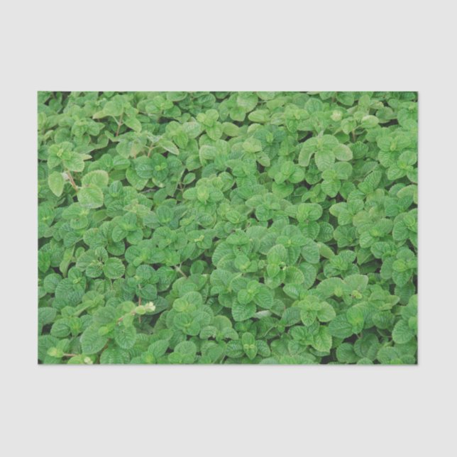 Papier Mousseline Mint Foliage (Recto)