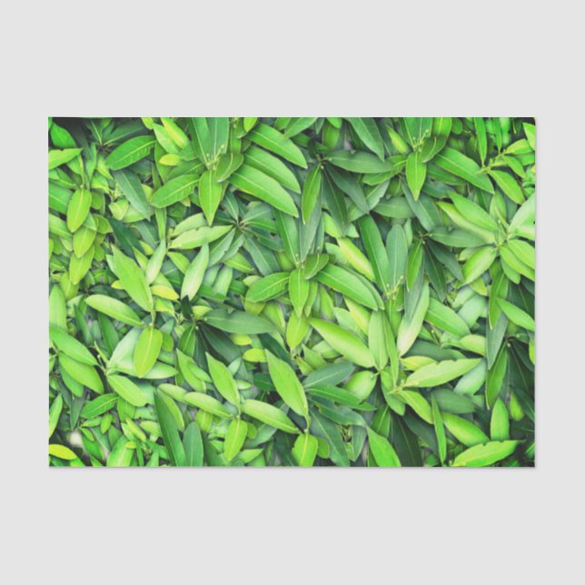 Papier Mousseline Motif Feuille verdoyant - Nature Botanique (Recto)