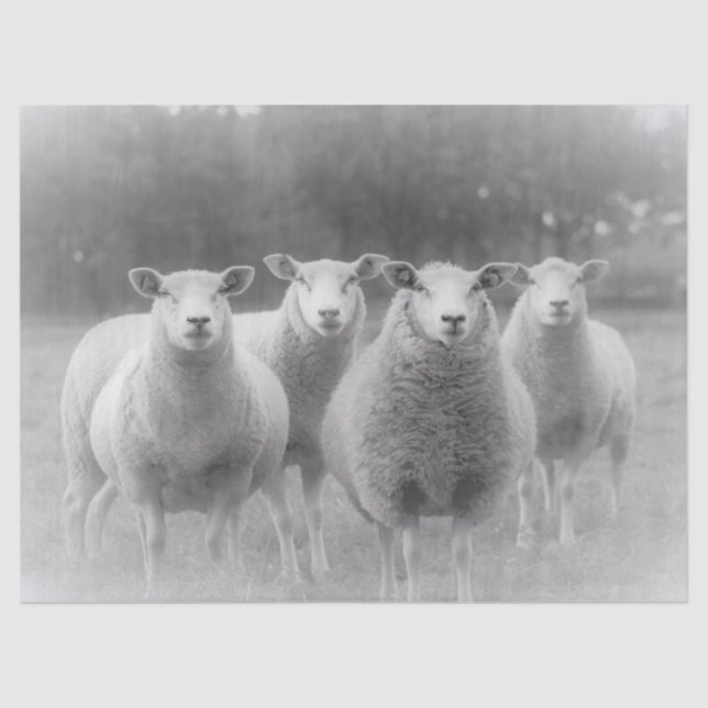 Papier Mousseline Mouton (Recto)