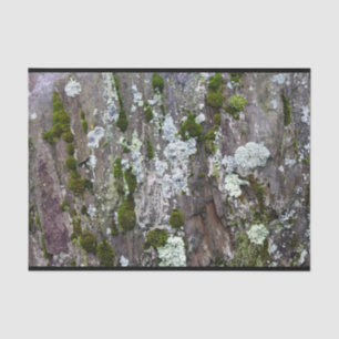 Papier Mousseline Nature Moss Lichen Camouflage Photo