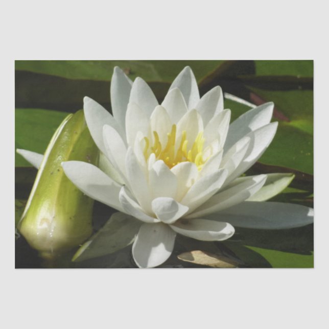 Papier Mousseline Nénuphar blanc et bud Floral (Recto)