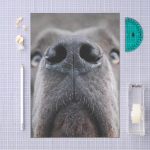 Papier Mousseline Nez de Grand Danois